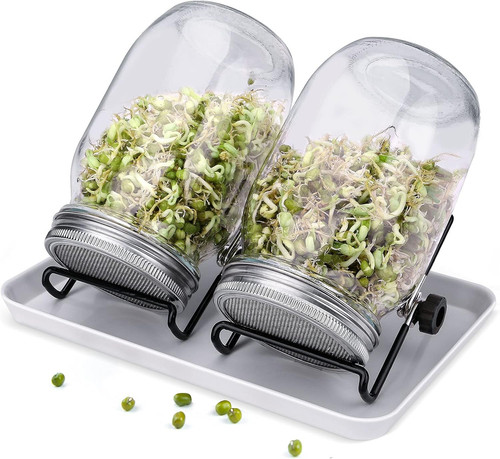 Sprouting mason jars seed - sprouting, jars,