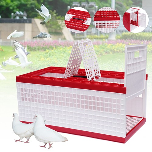 Racing pigeon carrier - racing, bird