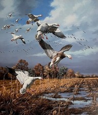 David Maass - Snow Geese -