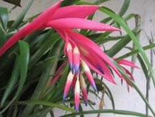Billbergia nutans queen - billbergia,