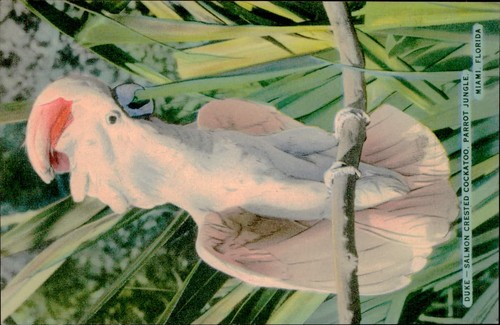 Postcard duke salmon crested - postcard:,