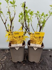 2 x 1L Forsythia 'Spectabilis'