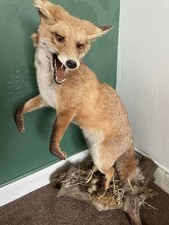 Taxidermy Fox Open To Reasonable Offers Must Be Collected From Burnage
