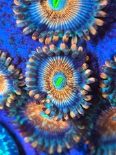 White zombie zoa head - white,