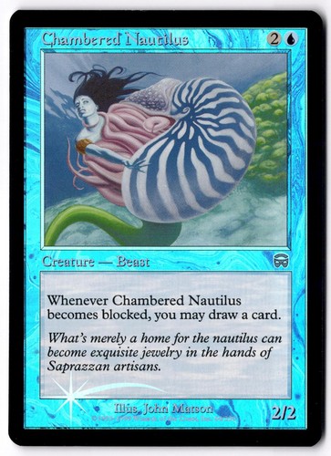Chambered nautilus mmq - chambered,