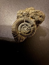 rare Pyrite ammonite fossil dorset jurassic coast