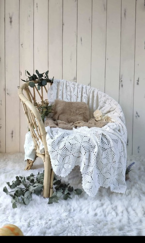 Armchair cane conservatory - armchair,