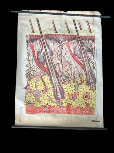 Vintage 1950 scientific - 1950’s,