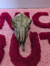 Real Large Slim Ewe Sheep