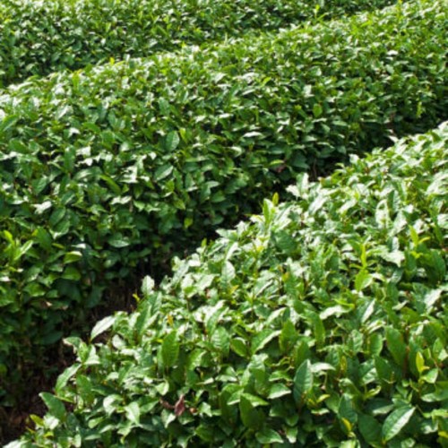 Camellia tea live plants - 2,
