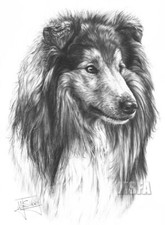 Rough Collie Large Superb