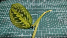 Prayer Plant Maranta