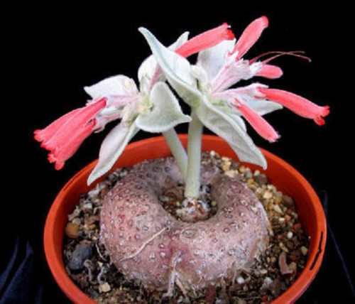 Sinningia leucotricha rare - sinningia,