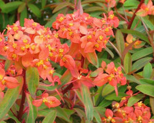 Euphorbia griffithii fireglow herbaceous perennial flowering plant 1 litre