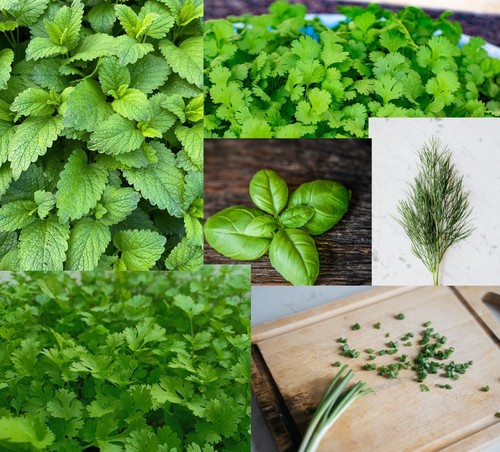 Herb plug plants mixed pack - herb,
