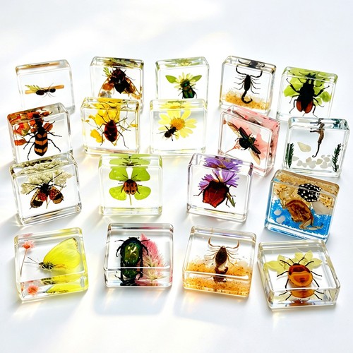 Pcs insect specimen bugs in - pcs,