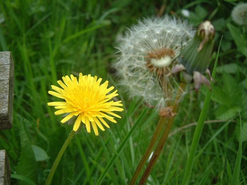 Dandelion taraxacum seeds - dandelion,
