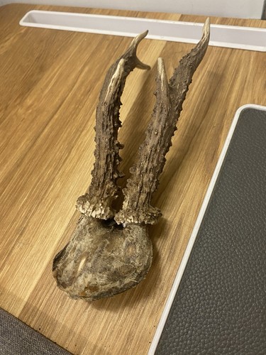 Roe deer antlers - roe,