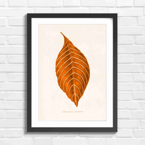 Vintage botanical leaf - botanical,