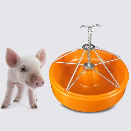 Pig feeding trough - pig,