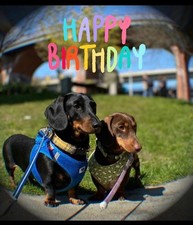 WACKER NEUSON APS1135E 51v BATTERY 350mm VIBRATION PLATE COMPACTOR c/w WATER KIT