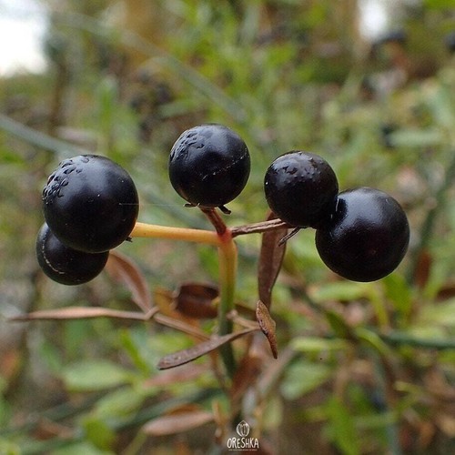 Jasminum fruticans pcs - 10,