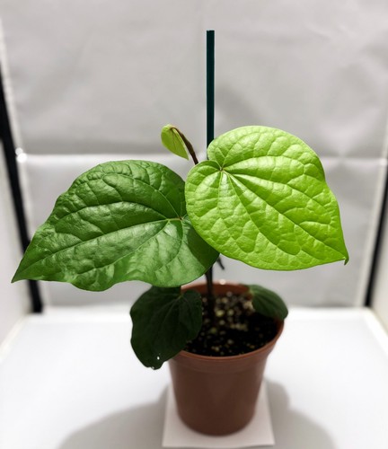 Paan piper betel leaf plant - piper,
