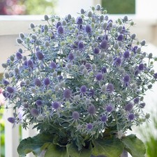 Eryngium Magical Blue Lagoon |