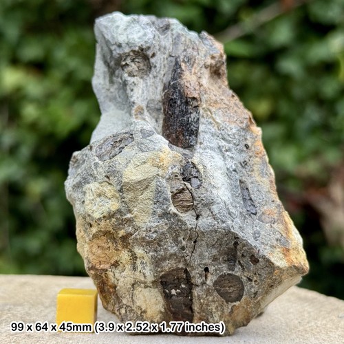 Fossil large reptile bones - large,