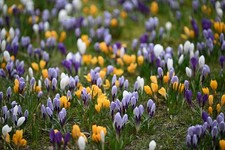 Crocus Species Mixed Bulbs Early Spring Blooming Naturalising Hardy Perennials
