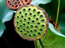 Sacred Lotus Flower Seeds
