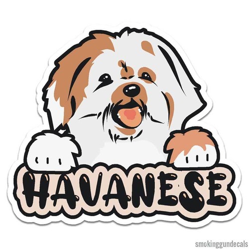 Havanese dog puppy vinyl - havanese, puppy,