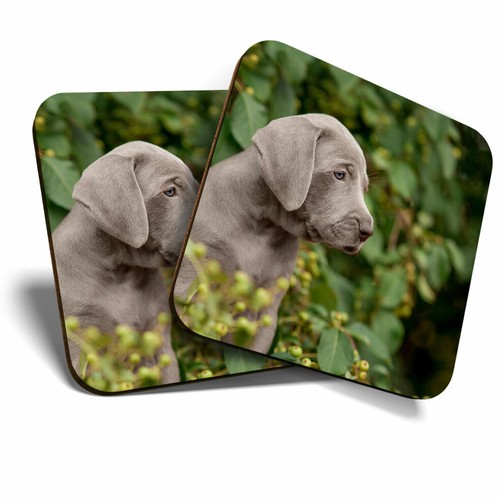 Coasters weimaraner - x,