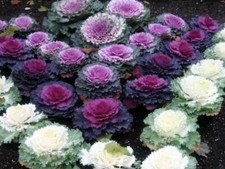 Vegetable - Cabbage Ornamental
