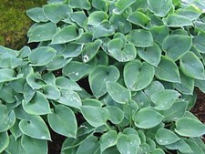 Hosta Abby  (Pot Grown Sent