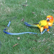 Parrot bird harness leash - harness,