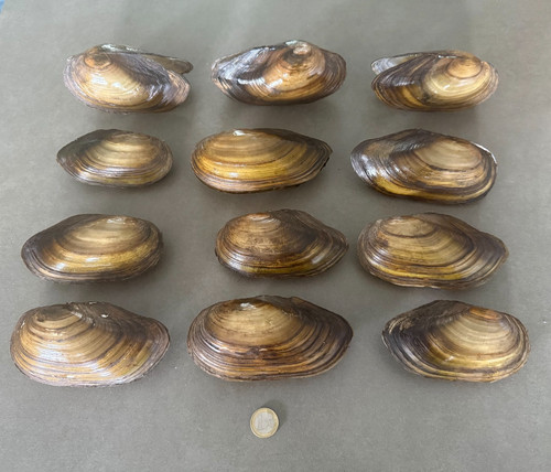 Twelve large shells - , the
