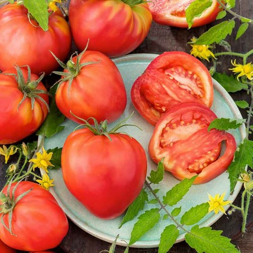 Oxheart tomato plug - 3x,