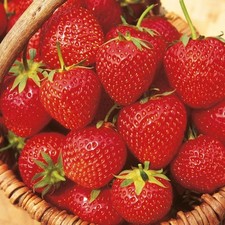24 Strawberry Plants "Sweet