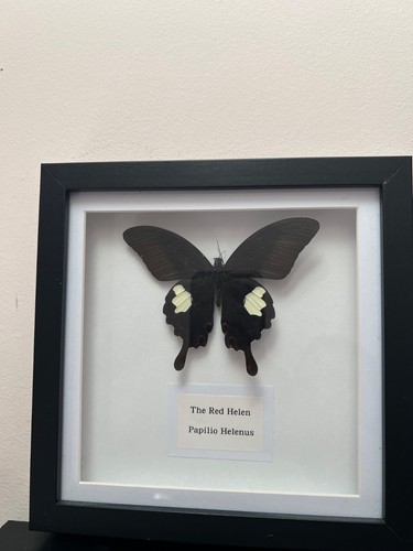 The red helen butterfly - helen, framed