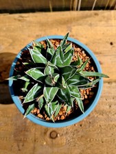 Agave Victoriae-reginae | The