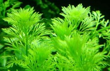 AMBULIA BEAUTIFUL TROPICAL OXYGENATING HEALTHY AQUARIUM PLANTS AQUATIC SHRIMP