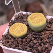 Exact Plant, 2pcs Lithops