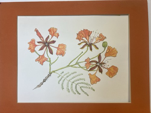 Print botanical illustration - print,