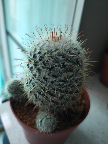 Mammillaria bombycina cactus - mammillaria,