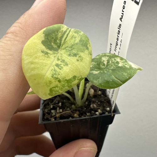 Alocasia nebula imperialis - nebula,