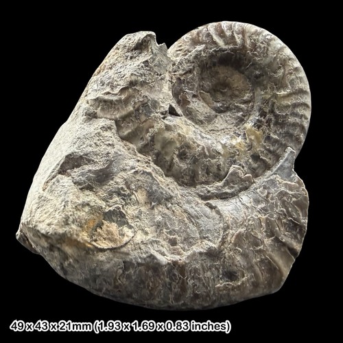 Whitbyceras fossil ammonite - whitbyceras,