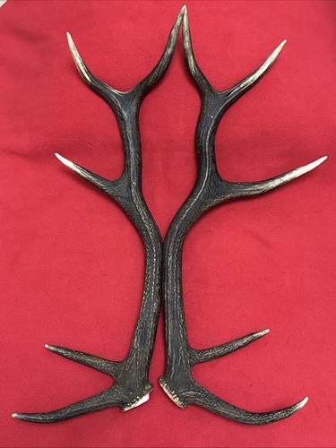 Pair red deer - of,