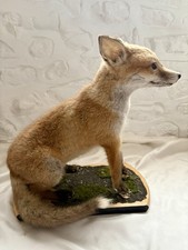Fox cub Taxidermy set on a