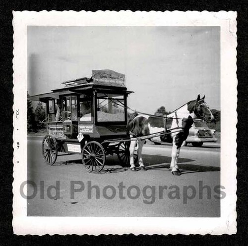 Painted horse drawn - horse,